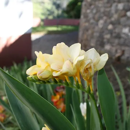 Quinta Da Capela Porto Da Cruz